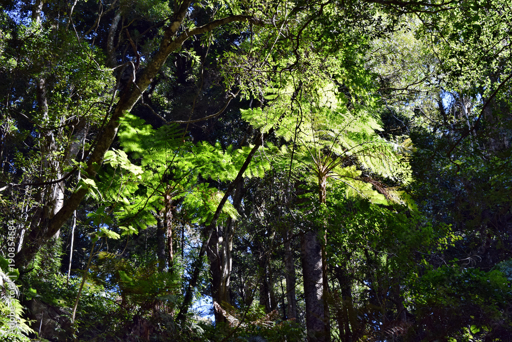 Palm tree with a clear blue sky in Bunya National Park