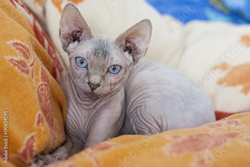 The Sphynx cat is a breed of cat known for its lack of coat (fur). It was developed through selective breeding, starting in the 1960s.