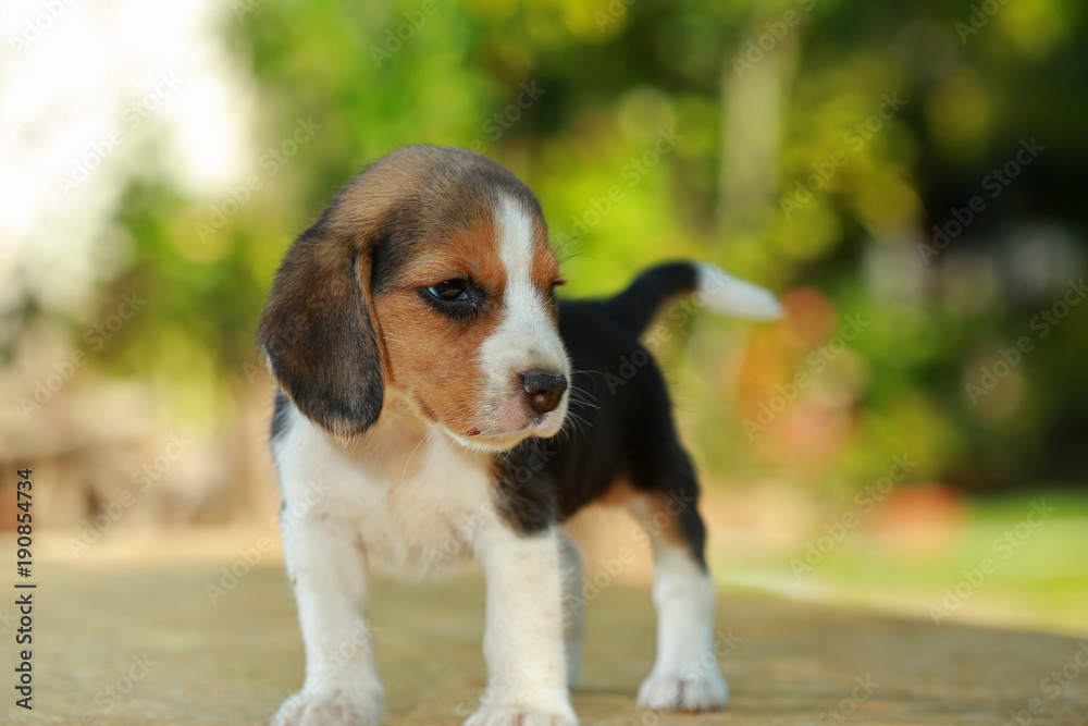 1 month beagle puppy action in natural green background 1 month beagle puppy action in natural green background