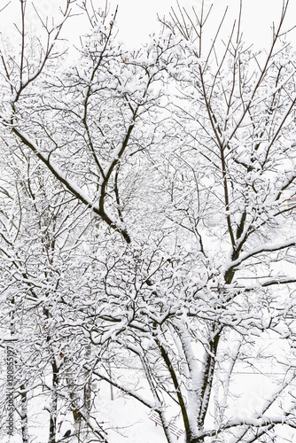 trees after freezing rain