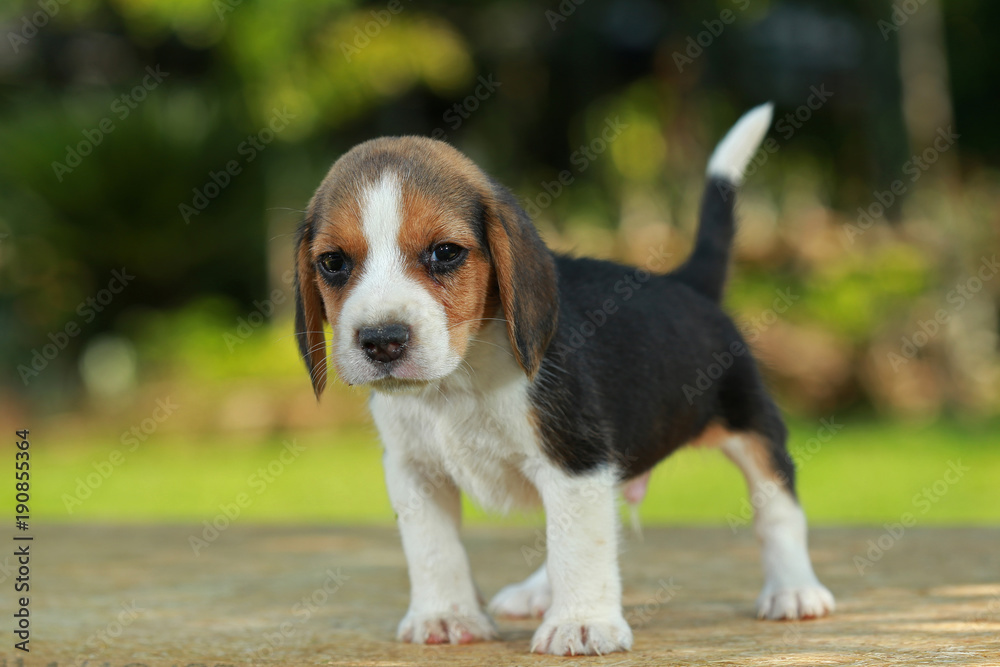 1 month beagle puppy action in natural green background 1 month beagle puppy action in natural green background
