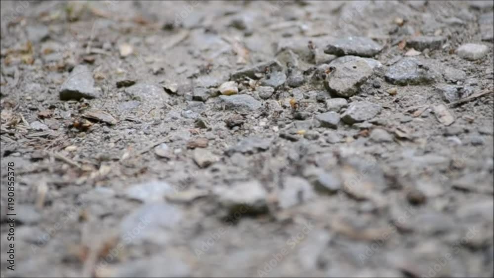 colony of ants on a stone surface, close up colony of ants on a stone surface, close up