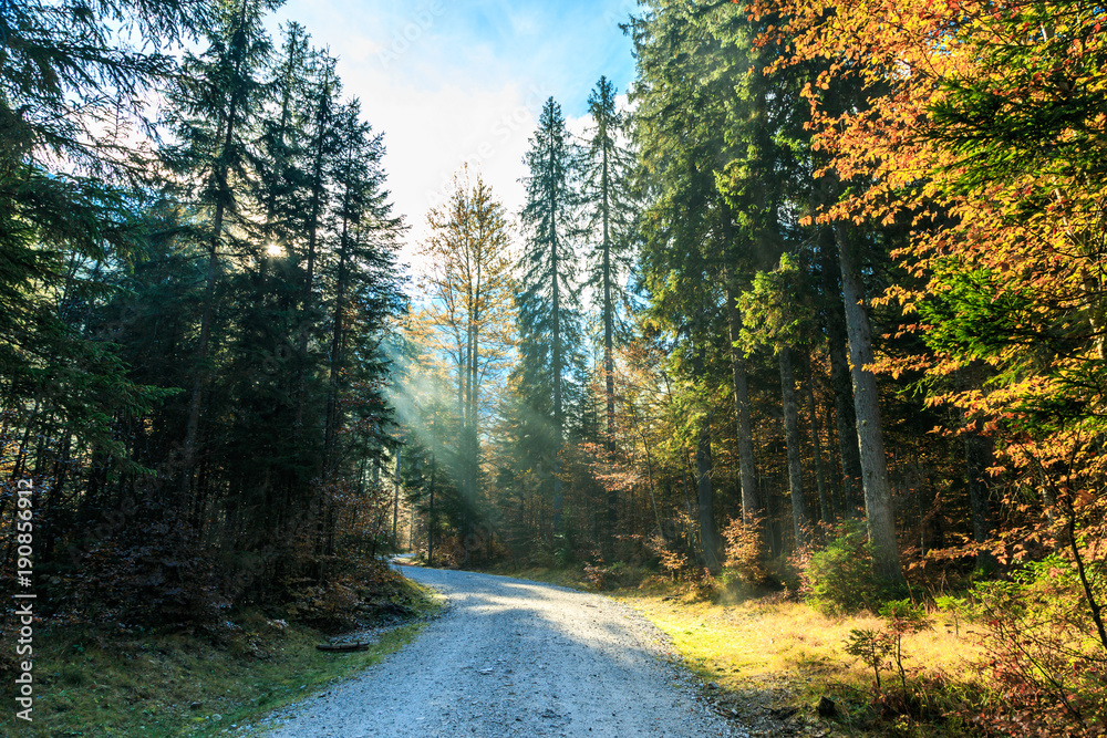 Fototapeta premium trekking path in an autumn day in the alps