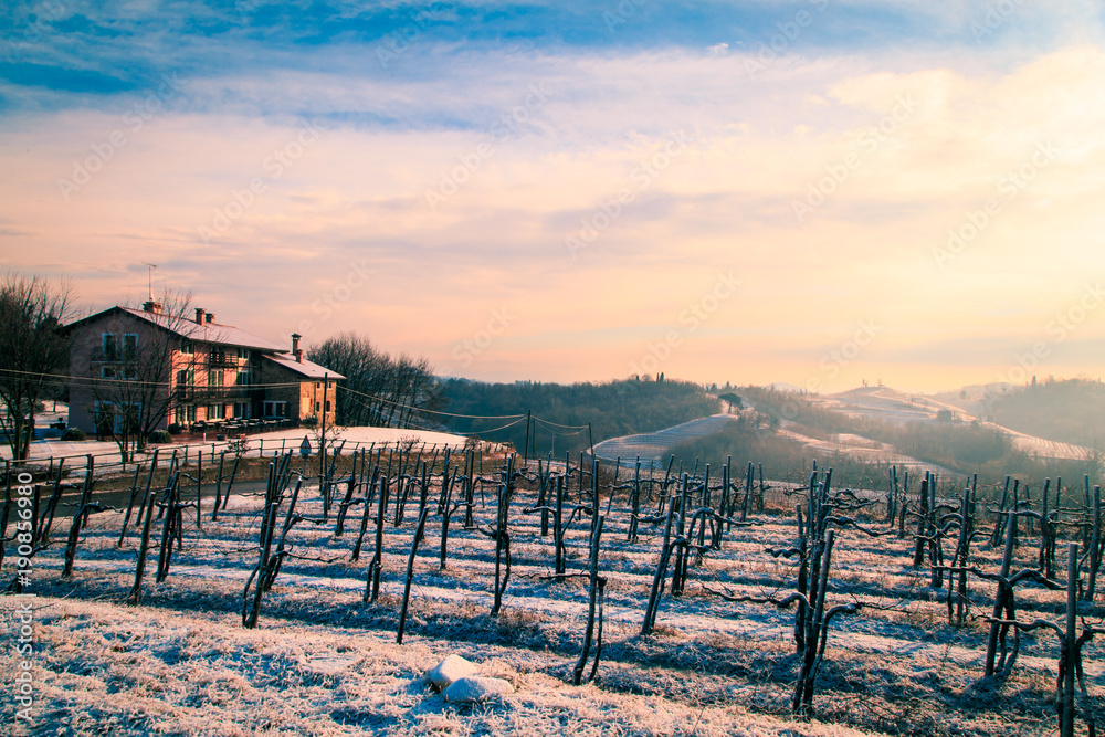 Fototapeta premium snowy morning in the vineyard