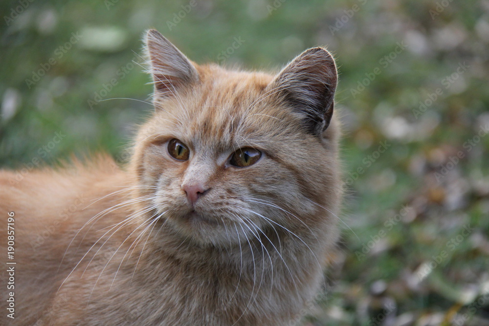 Obraz premium Portrait of red cat.