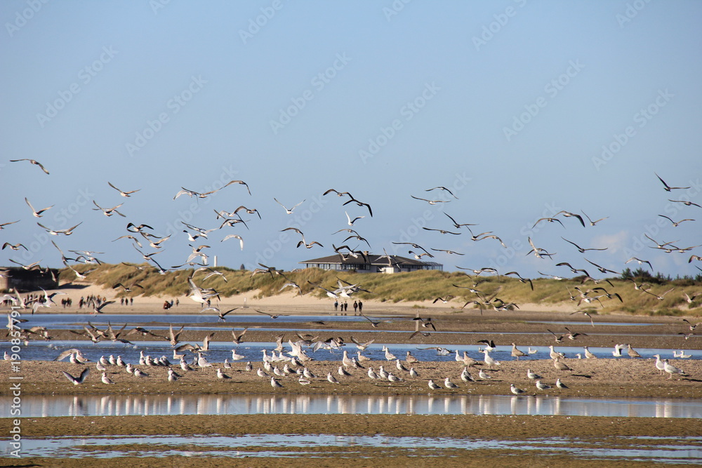 Great Black-backed Gulls. Lighthouse Skagen Grå Fyr, Denmark. North Sea Coast.