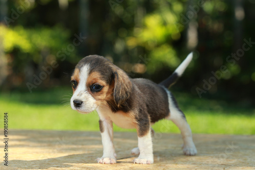 skinny beagle puppy in natural green background