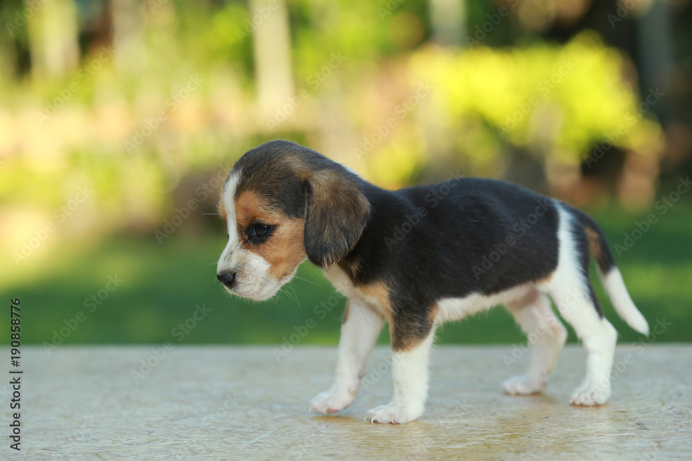 skinny beagle puppy in natural green background Stock-Foto | Adobe Stock
