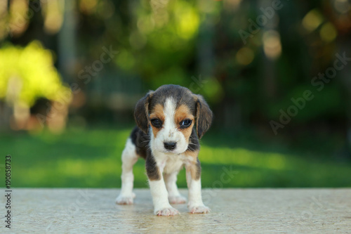 skinny beagle puppy in natural green background © Sigma s
