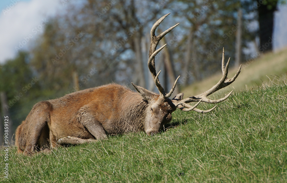 müder Hirsch während der Brunftzeit - Cervidae