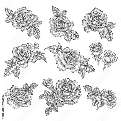 Rose flowers and leaves in vintage style. Hand drawn botanical vector illustration. Floral design elements