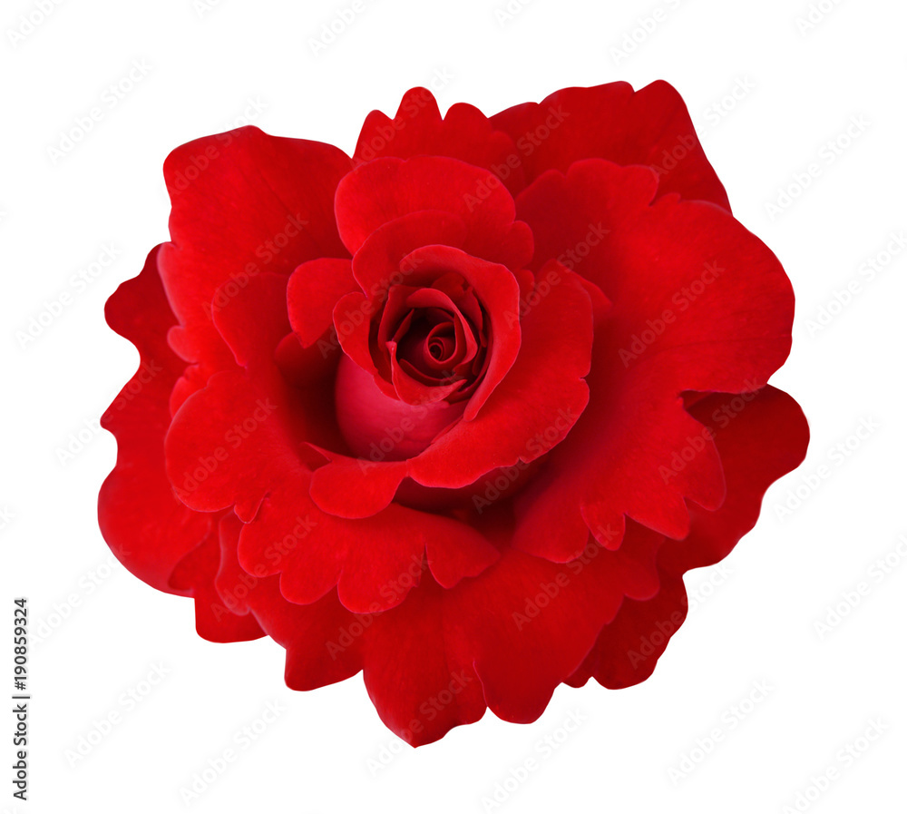red rose isolated on white background red rose isolated on white background