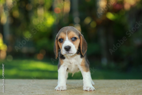 1 month beagle puppy action in natural green background