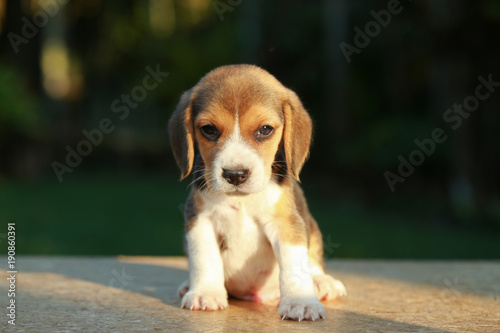 1 month beagle puppy action in natural green background