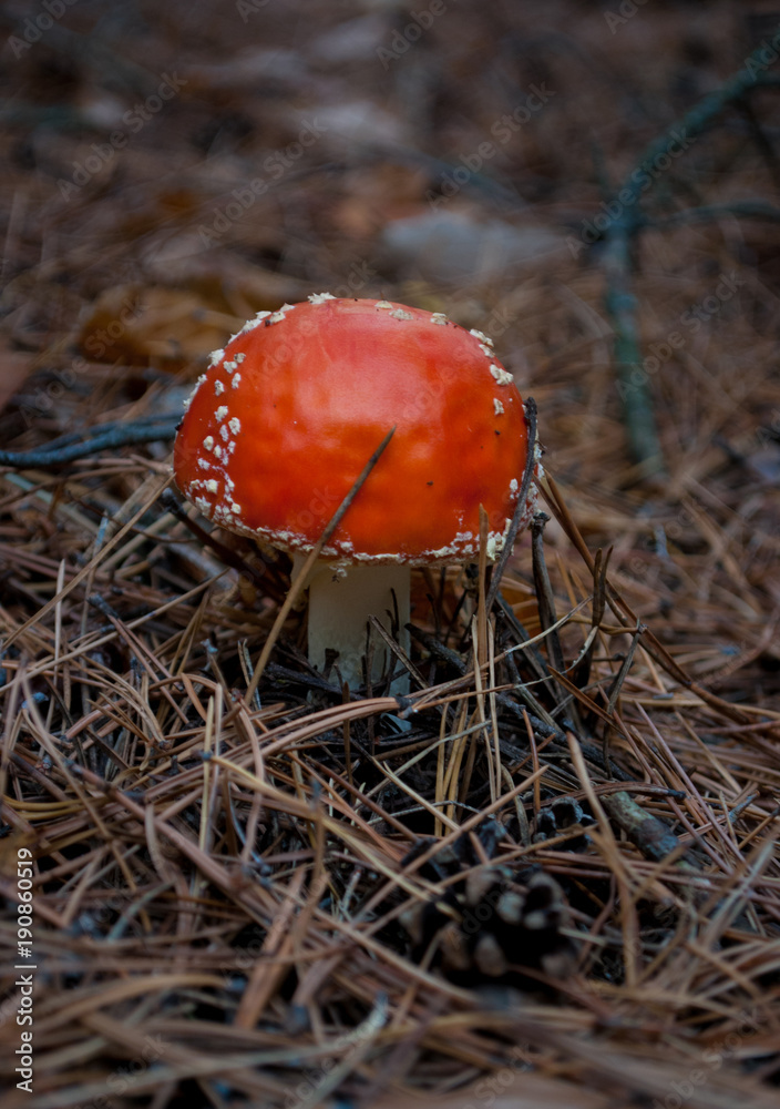 mushroom red fly agaric in autumn forest with dry grass mushroom red fly agaric in autumn forest with dry grass