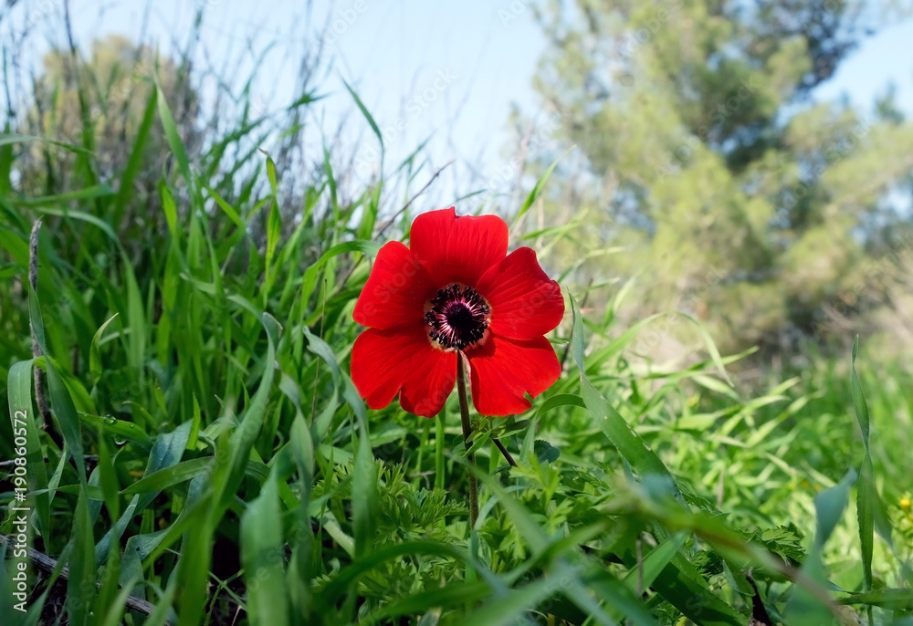 Blooming wild anemone in the meadow Blooming wild anemone in the meadow