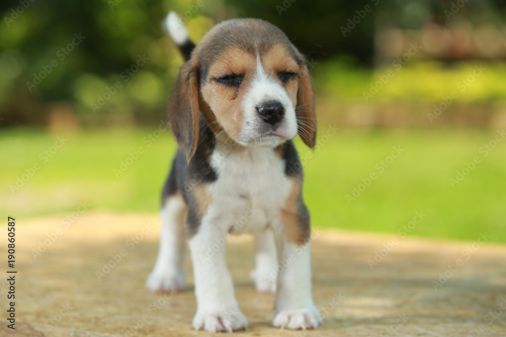 1 month beagle puppy action in natural green background 1 month beagle puppy action in natural green background