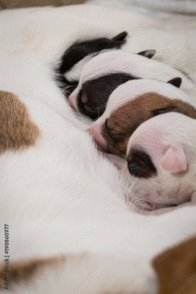dog feeds the puppies, Jack Russell Terrier dog feeds the puppies, Jack Russell Terrier