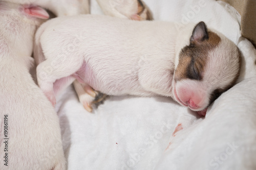 New-born puppy Jack Russell Terrier sleeping © Evgenia Tiplyashina