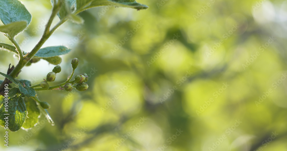 spring apple leaves in the morning spring apple leaves in the morning