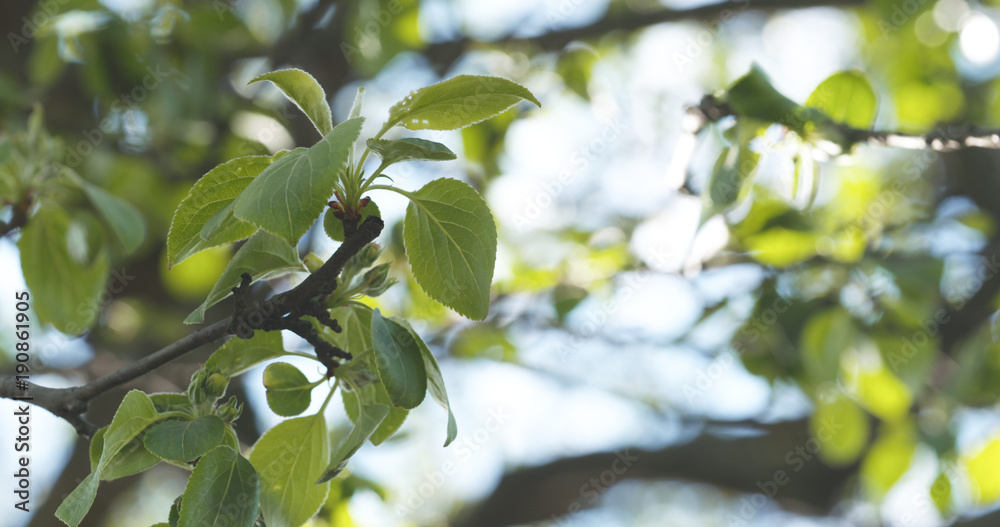 spring apple leaves in the morning