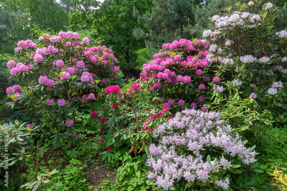 Composition of rhododendron of different varieties and colors. Moscow , Botanical garden, summer , day. Composition of rhododendron of different varieties and colors. Moscow , Botanical garden, summer , day.