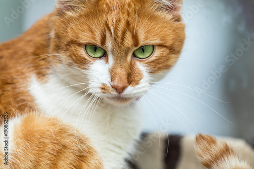 Portrait cut funny white-and-red cat close up. Shallow depth of field, green cat yes in the focus. © Victoria Kondysenko
