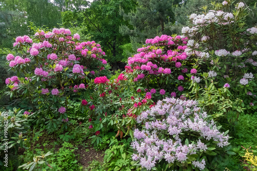 Composition of rhododendron of different varieties and colors. Moscow , Botanical garden, summer , day.