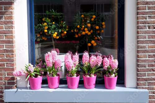 Flowers of pink Hyacinth and orange fruits in pots on a window sill  street view.