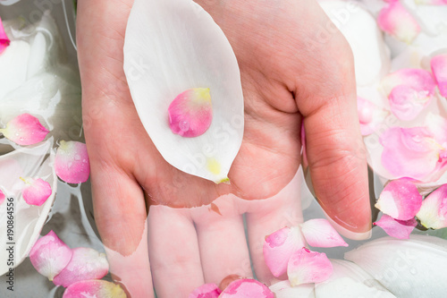 nature, care, spa concept. there is hand of caucasian woman partially covered with water full of different petals of flowers, snowy white big ones are from tulips, small ones are from cherry