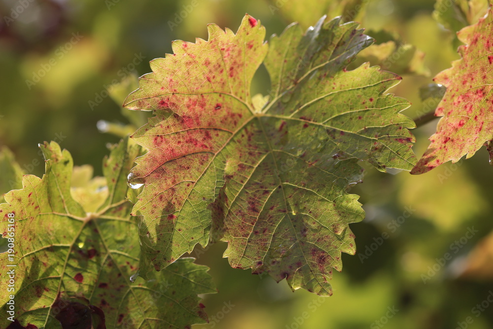 coloured wine leafs in vineyard coloured wine leafs in vineyard