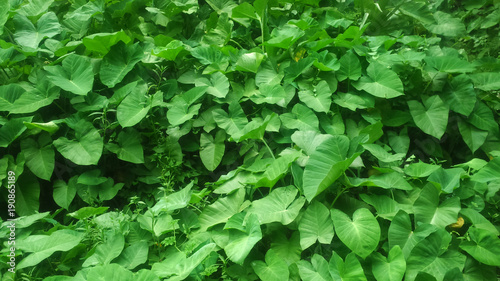 Arum Leaves Green View