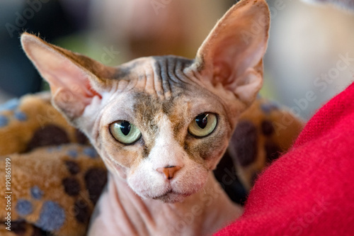 Fotografie sphynx cat close up portrait