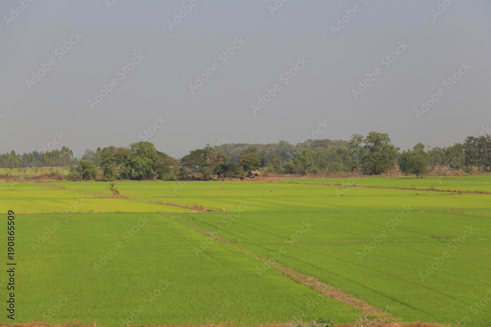Rural farmland. Rice field in Thailand. Wet paddy field. Beautiful trees in the center.