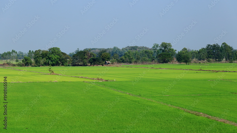 Rural farmland. Rice field in Thailand. Wet paddy field. Beautiful trees in the center. Rural farmland. Rice field in Thailand. Wet paddy field. Beautiful trees in the center.