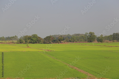 Rural farmland. Rice field in Thailand. Wet paddy field. Beautiful trees in the center.