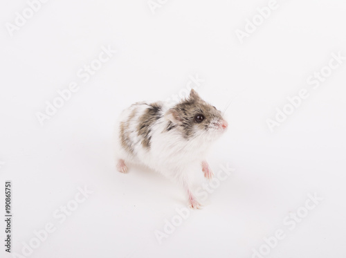 Sweet and cute hamster white background