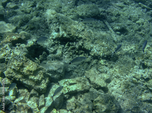 Underwater landcape in Hvar croatia