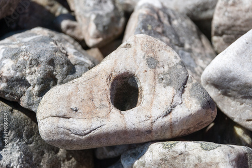 Stein in Form eines Reptilienkopfes - Eidechse