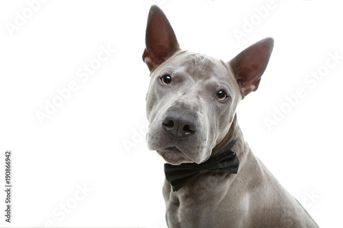 beautiful thai ridgeback dog in bow tie © svetography