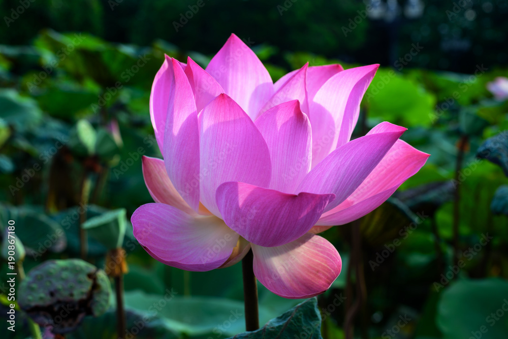 Obraz premium Water Lilly/Lotus