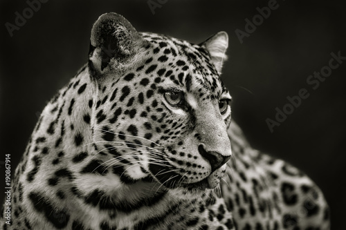 Leopard in Black and White