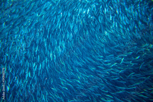 Saltwater sardine colony in ocean. Massive fish school undersea photo.