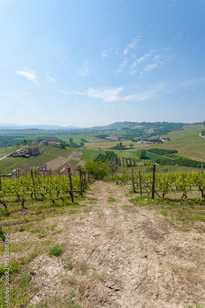 Landscape with vineyards from Langhe,Italian agriculture