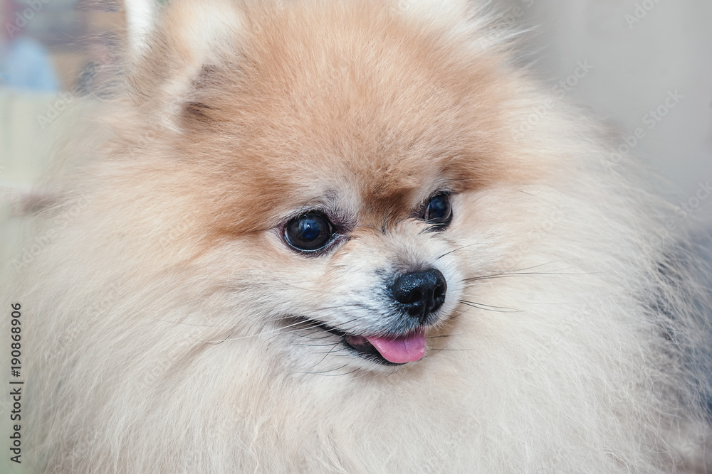Portrait of a beautiful Pomeranian before the haircut in the salon.