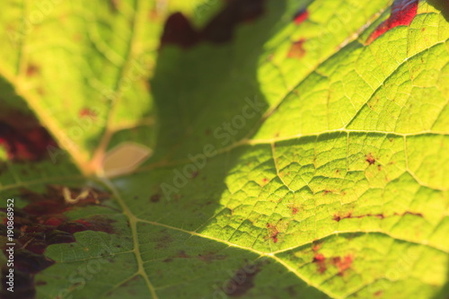 colorful wine leaf in vineyard