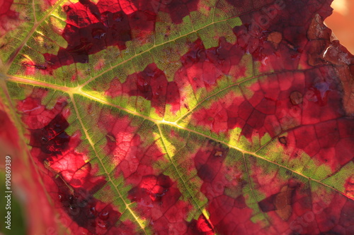colorful wine leaf in vineyard