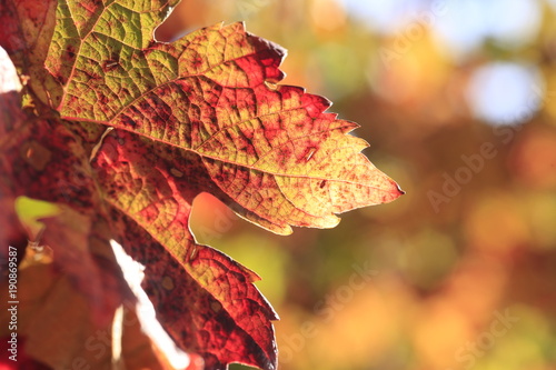colorful wine leaf in vineyard