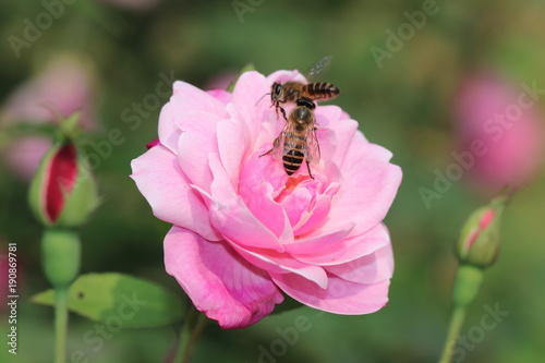 flower and insect