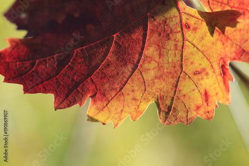 olorful wine leaf in vineyard